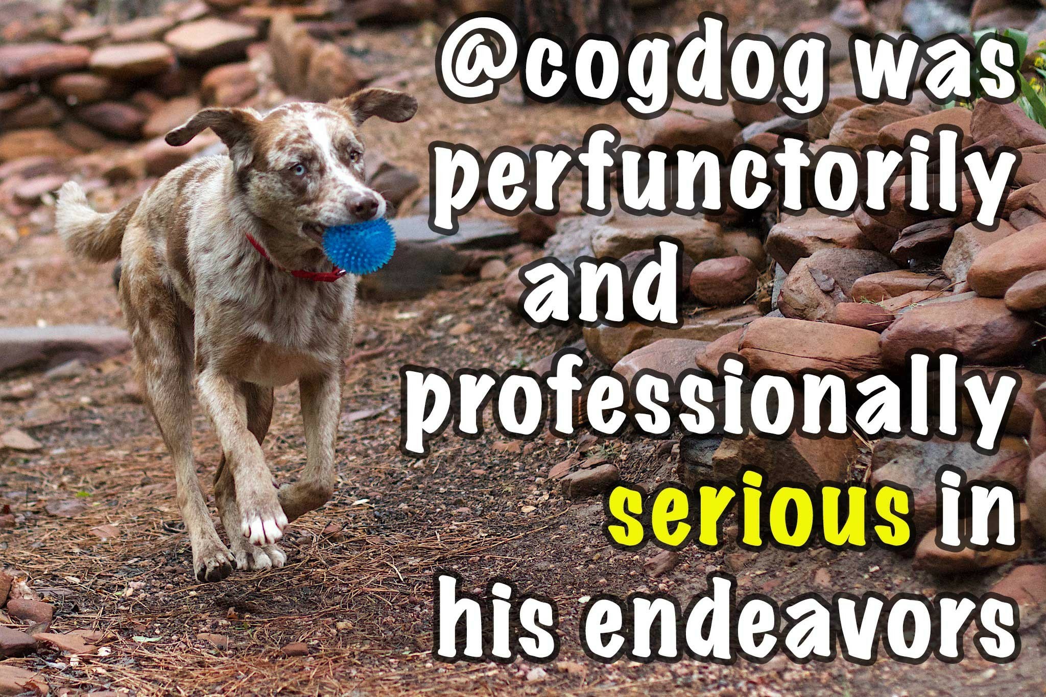 A joyful dog is running towards the viewer, blue ball in mouth, ears flapping like wings, all four paws off the ground. Text on the right reads "@cogdog was perfunctorily and professionally serious in his endeavors" This is 10000% sarcasm.