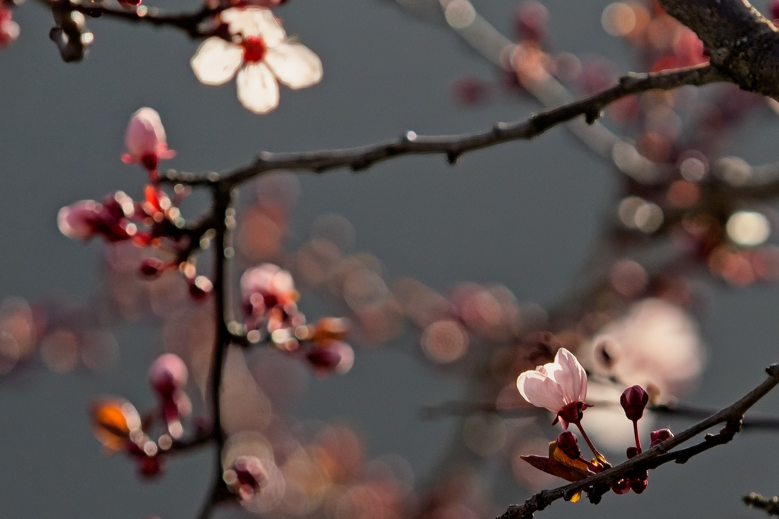 Pink plum blossoms