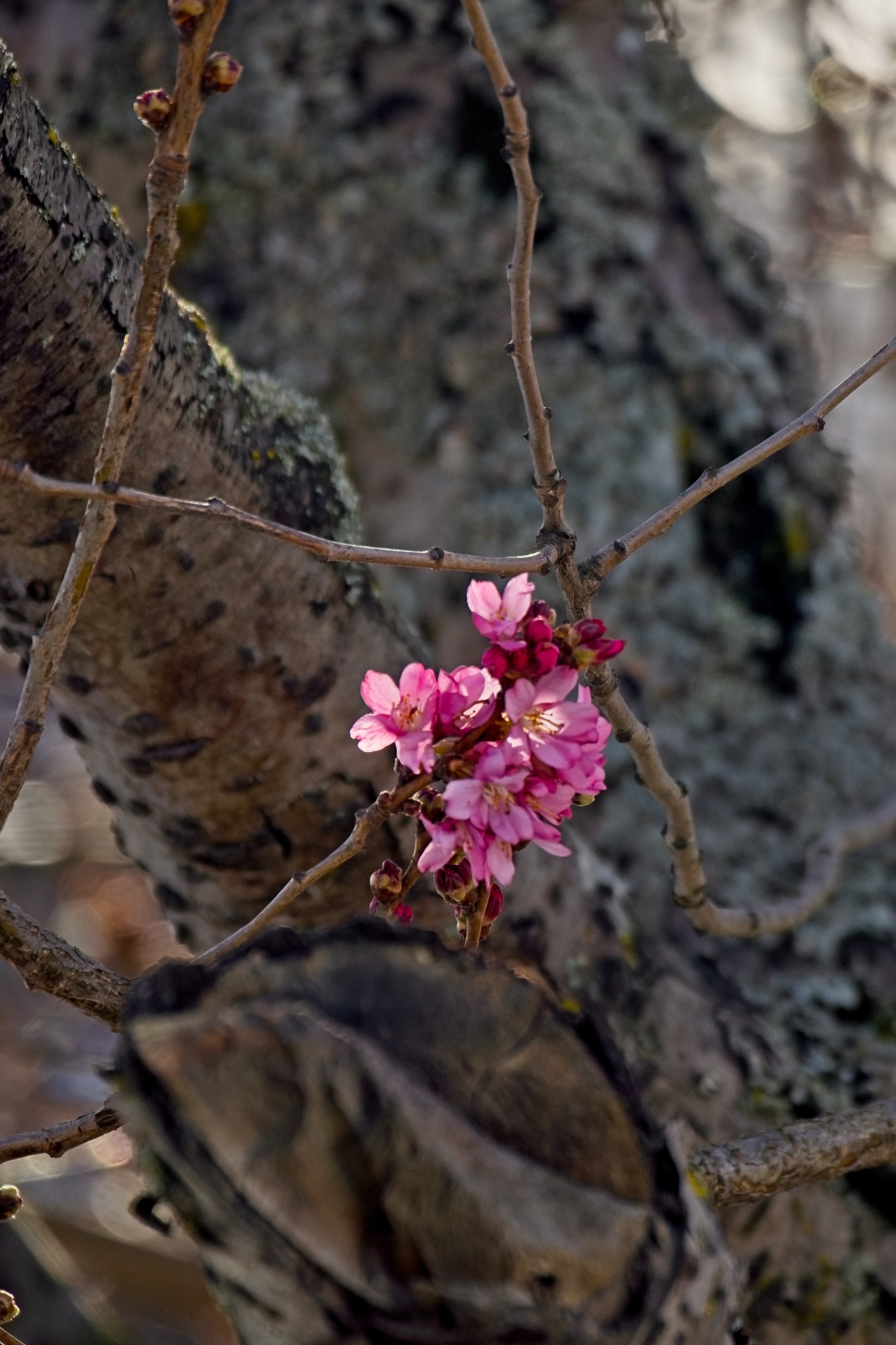 Deep pink (ornamental plum?) blossoms
