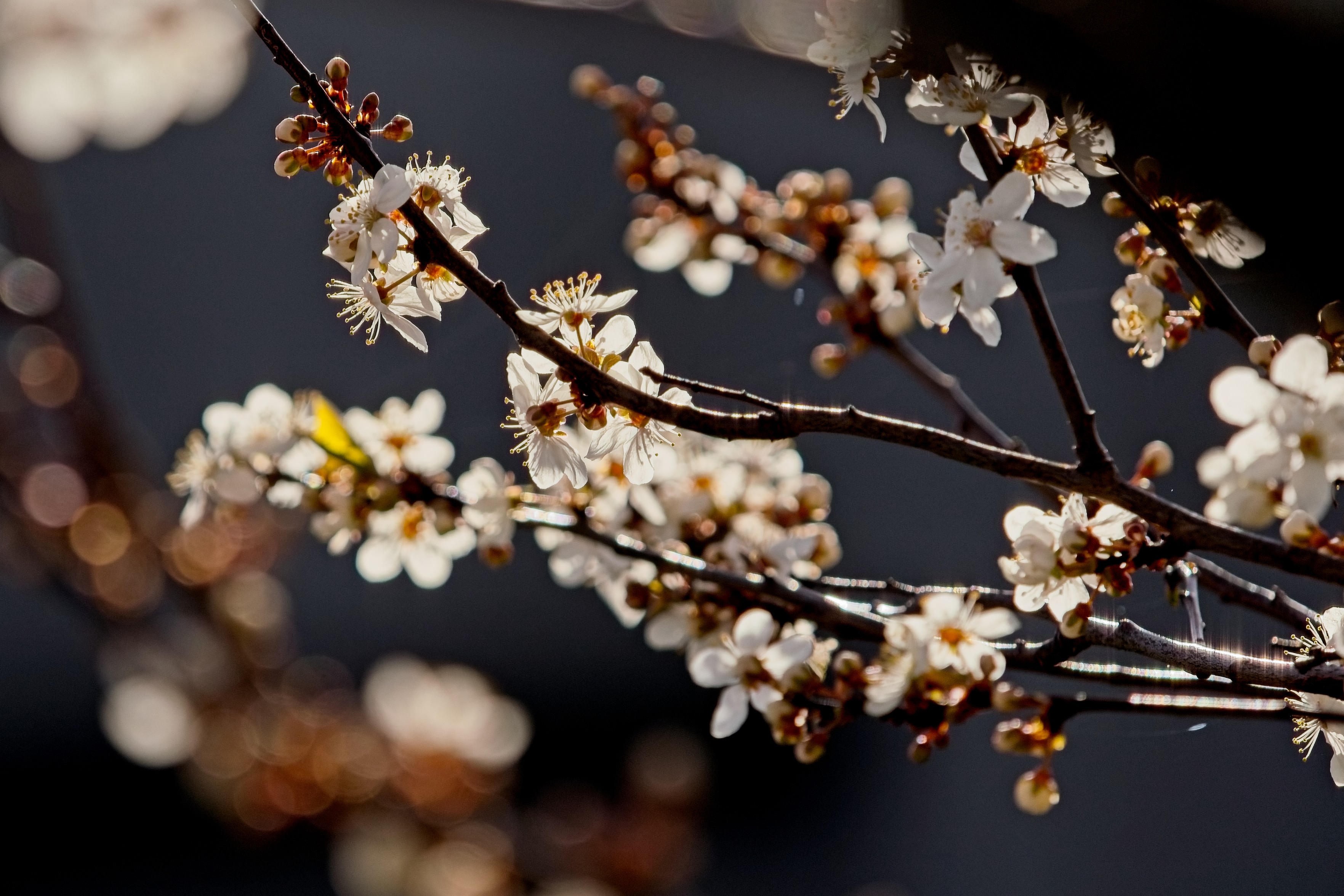 White plum blossoms