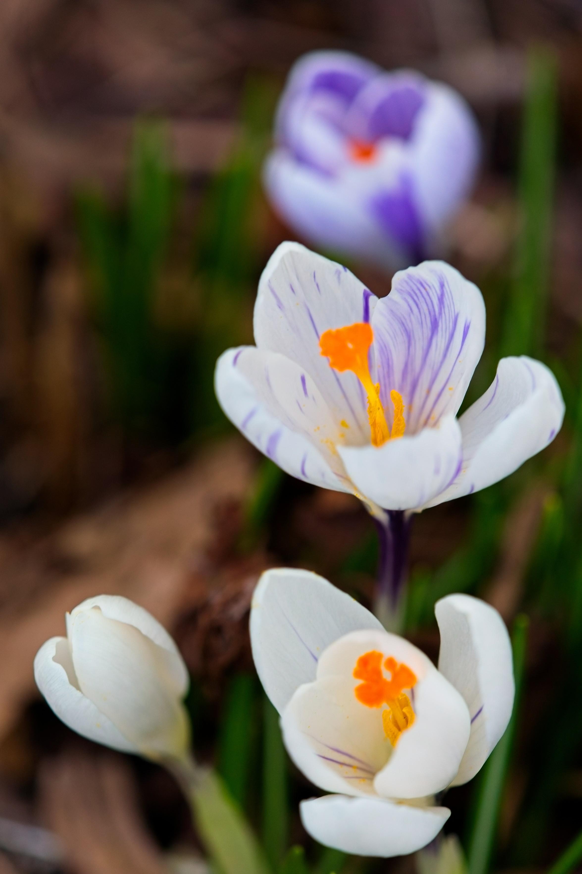White, purple, and a mixed white/purple crocus' all with deep, weirdly saturated, orange stamens 