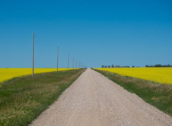 A gravel road goes straight away and uphill over the horizon. To its left, a row of telephone poles. Above, richly-blue sky. To either side, brilliant yellow canola flowers. On the horizon the right, a cluster of trees and buildings marks a farm.