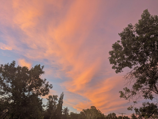 The sky, between dark trees, is full of blue and pink color at sunset.