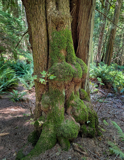 In the rain forest, the bottom 3m or.4m of a mossy tree with an especially curvaceous selection of knobs and creases, all thickly moss-covered.