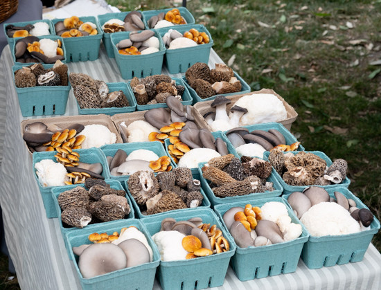 A tabletop full of little produce boxes, each containing an assortment of varieties of mushrooms.