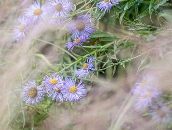 Cheerful pale-purple and yellow flowers partially obscured by blurred vegetation. 
