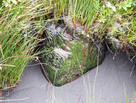A fragment of old log sitting on beach sand is sprinkled with sand and grass and partially mossy.