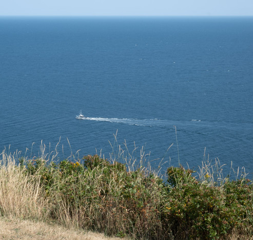 Looking through plants at the edge of a cliff down on an expansive ocean and a working boat.