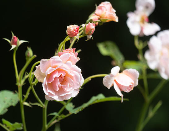 Pink roses against a black background