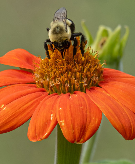 A bee hard at work on an orange flower.
