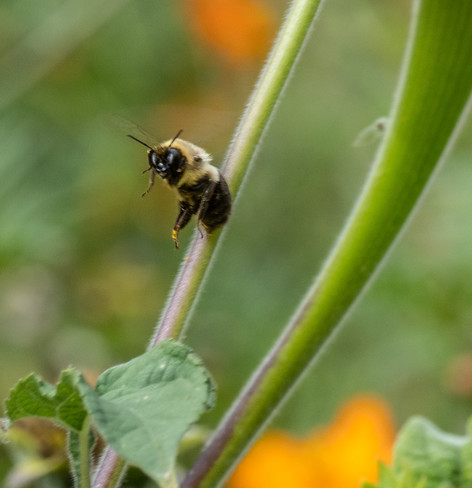 A bee captured in flight looks ridiculously surprised.