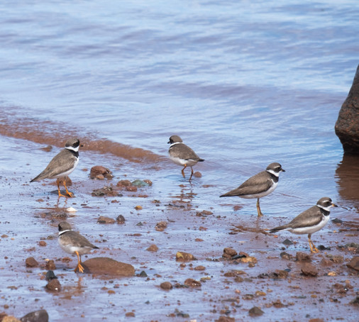 Shorebirds at the water’s edge.