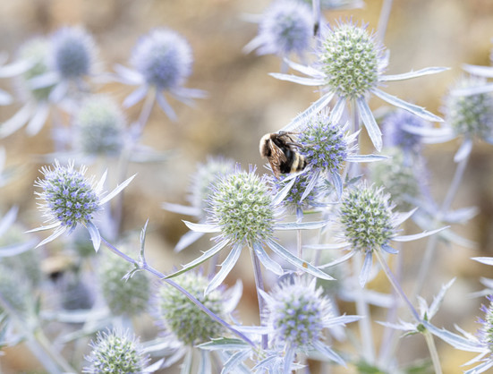 Pale purple plants, either thistles or something that looks like thistles. One is being visited by a bee.