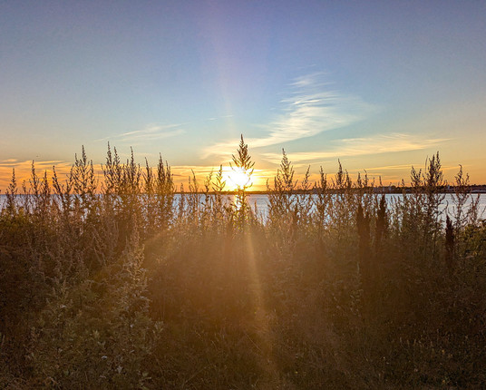Maritime sunset behind grassy plant stalks.