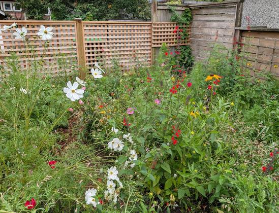 A garden full of colorful flowers.