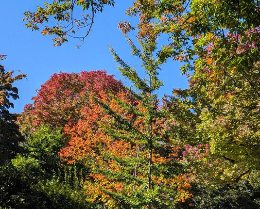 A variety of semi-autumnal tree colors against a bright blue sky