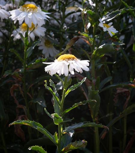 A brightly lit plant with green leaves and a white flower with a gold center. More of the same in the background.
