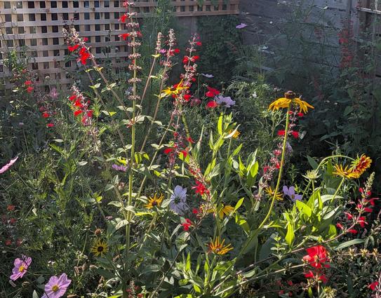 Lots of bright-colored flowers against a dark shady background.