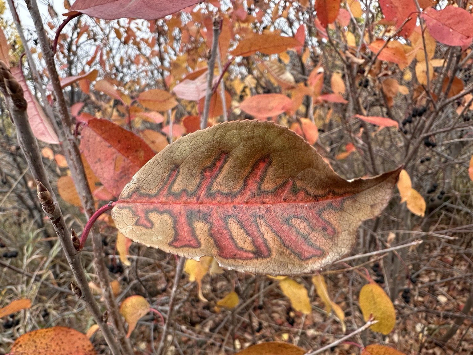 A brown leaf extending horizontally from red branch it has color in its middle shaped like a Skelton spine. It stands out from all the single colored leaves in the background