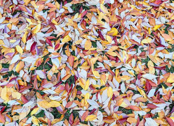 Autumn leaves, rain-wet, over grass.