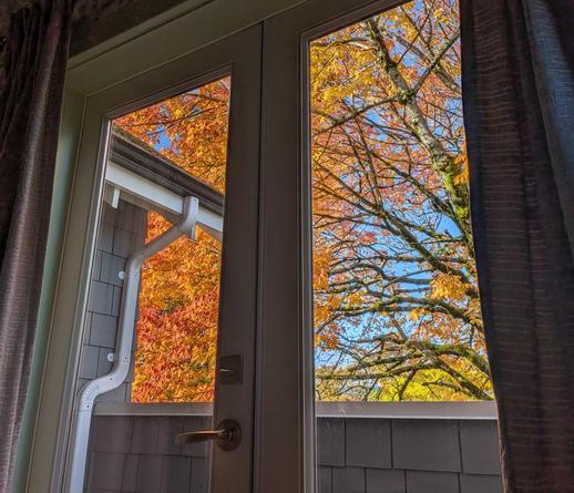 Autumn leaves through the upstairs bedroom window.