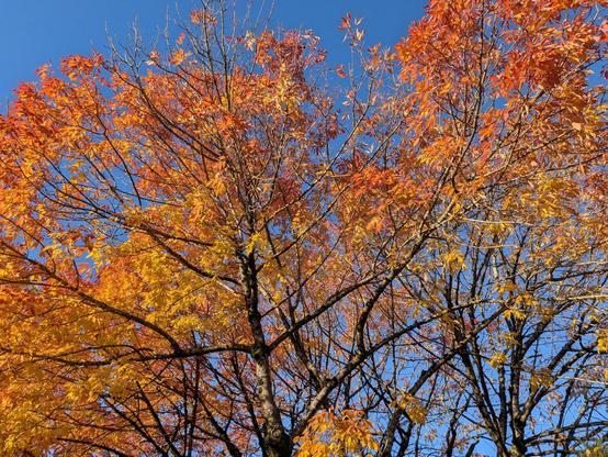 Autumn leaves against blue sky