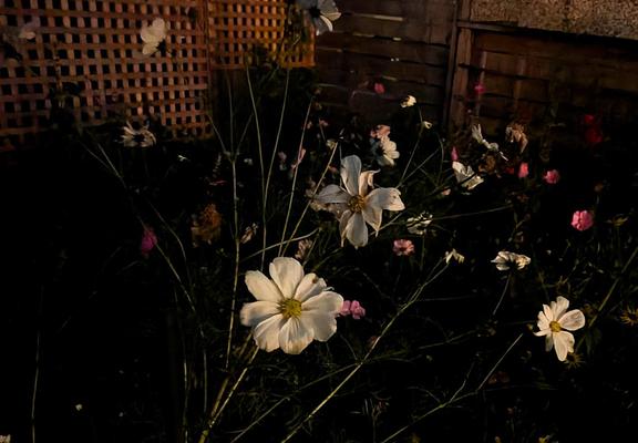Ghostly white flowers in the dark.