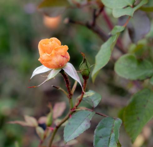 Autumn rose, peach-colored
