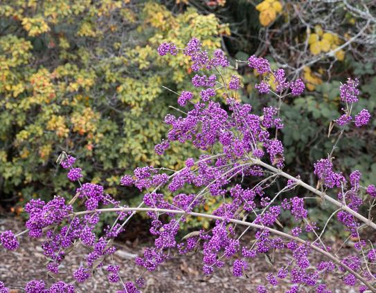 Purple berries against a green background