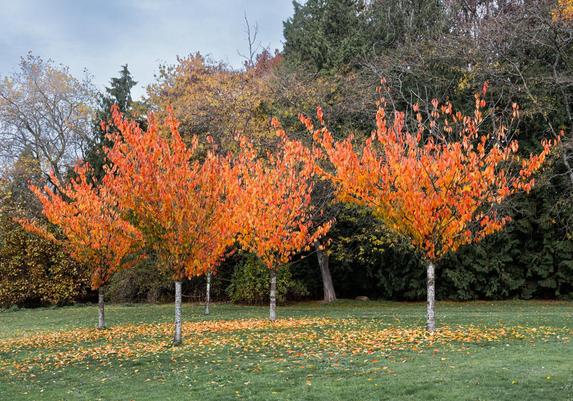 Five bright birch trees are losing leaves but still have plenty to lose.