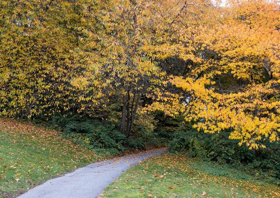 A path curves into the autumn woods.