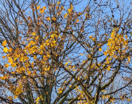 Yellow maple leaves on bare branches against blue sky.