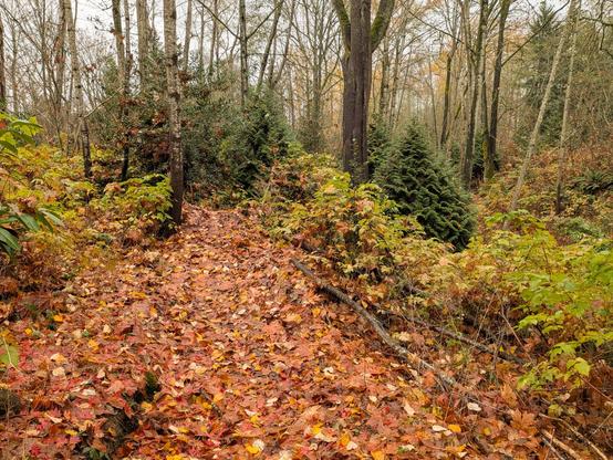 A path through a young forest is covered with fallen autumn leaves. 