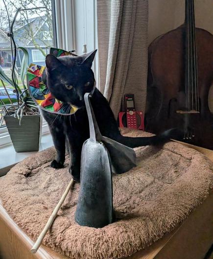 A black cat with a colorful collar is examining a Gankoqui, a dual-cowbell instrument from Ghana.