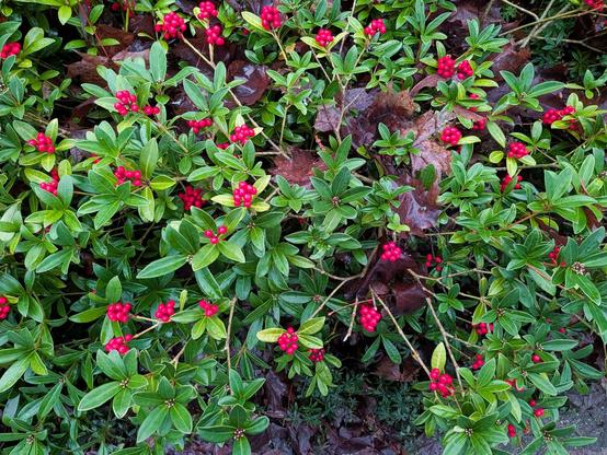 a green-leafed ground-cover plant is bejeweled with intensely-red berries.