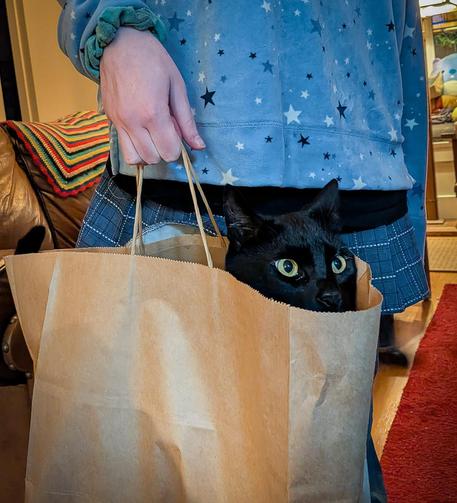 A black cat with green eyes is being carried in a brown paper shopping bag with twisted-rope handles being carried by a person; only one hand and some mid-body clothing of that person are visible. 